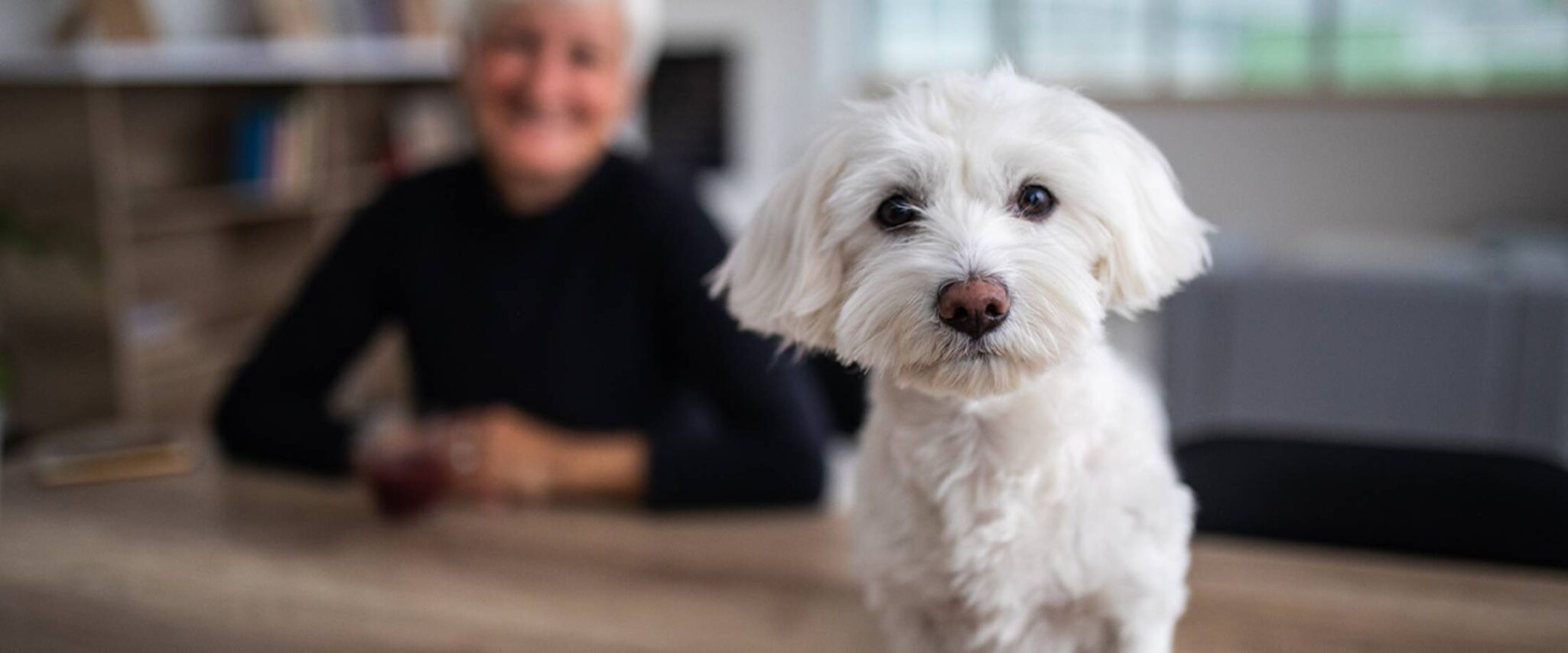 cute small white dog looking at the camera